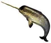 narwhal lrg