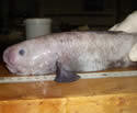 newfishspeciesdeepsm