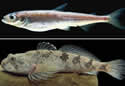 newfishspecieseurope