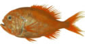 orangeroughy