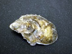 oyster