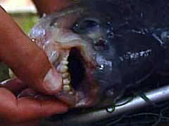 pacu1