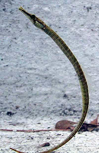 pipefish