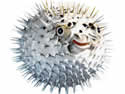 puffersm