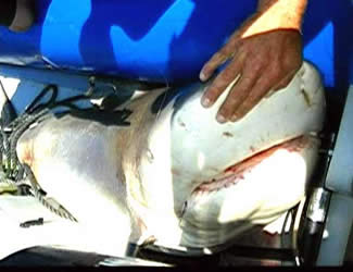 UnderwaterTimes.com | Outrage as Beloved Bull Shark ...