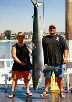 record blue shark