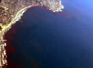 red tide la jolla