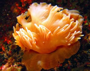 sea anemone
