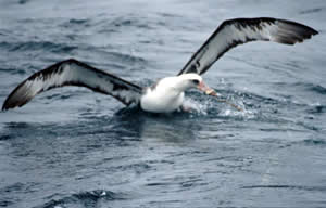 seabird longline snared