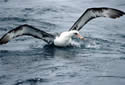 seabirdlonglinesnaredsm