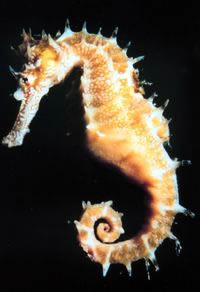 seahorse wiki
