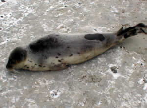 seal alive