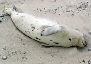seal dead