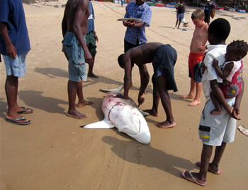 shark finning 2