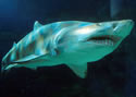 sharkpic