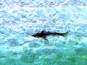 sharksightings