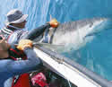 sharktag