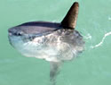 sunfish