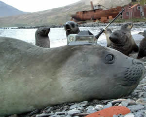 tagged Seal