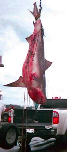texas record bull shark