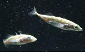 threespine sticklebacks