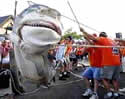 tigersharkmarthasvineyardsmall