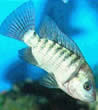 tilapia
