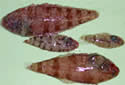 tonguefish