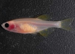 transparent zebrafish