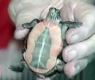 virgin turtle