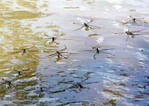 water striders