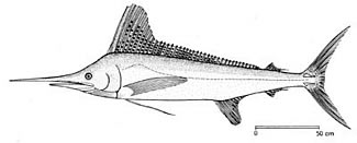 white marlin