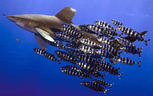 white tip shark