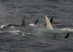 white whale orca pod