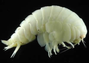 white worm