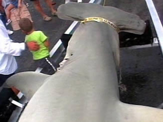 world record hammerhead