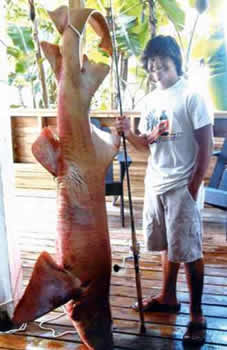 world record nurse shark