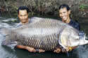 worldrecordsiamesecarp