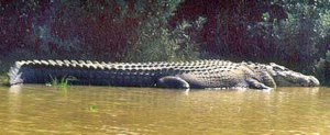 worlds largest crocodile