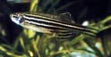 zebrafish