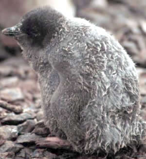 Adelie penguin chick