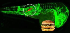 Atherosclerosis Zebrafish