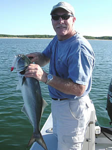 Atlantic bluefish