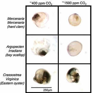 Bivalve Larvae