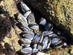 California Ribbed Mussel