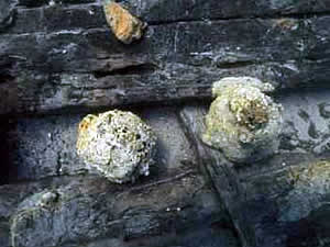 Cannon Balls Found in Shipwreck