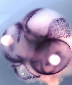 Cichlid Embryo
