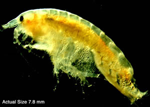 Diporeia NOAA