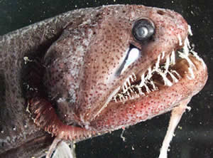 Dragonfish Echiostoma barbatum