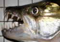Goliathtigerfish